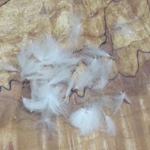 CDC Tufts